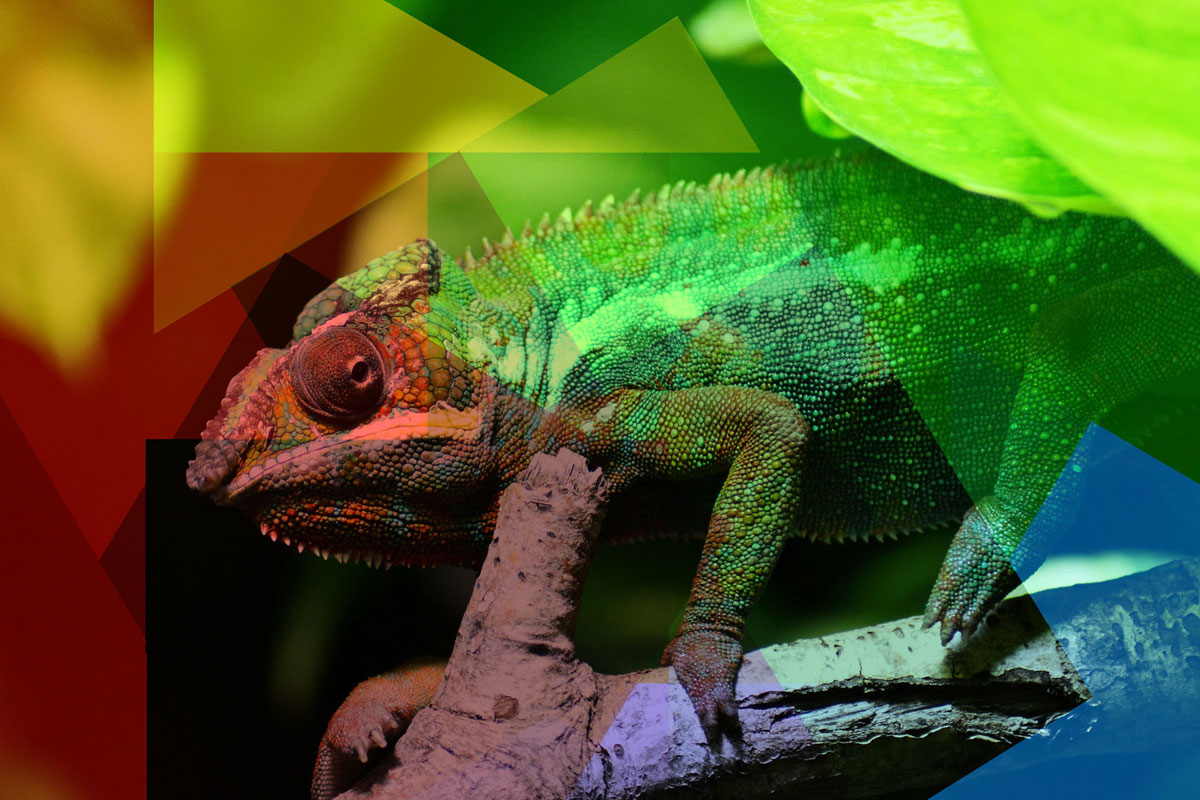 Chameleon | Maddison Creative